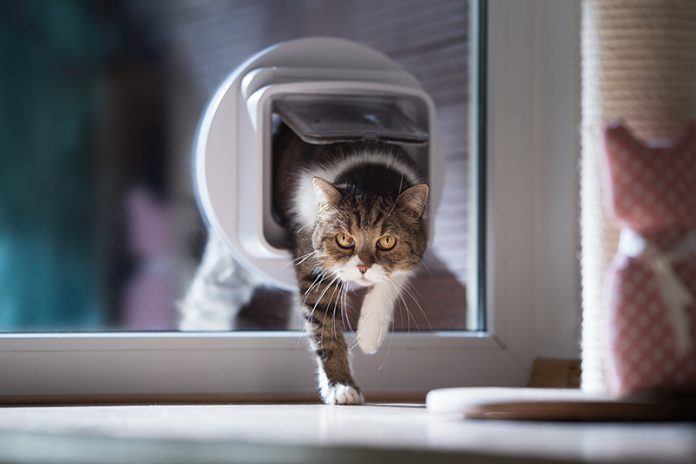 145_264969338 Katzenklappen gibt es in verschiedenen Ausführungen. Sogar Modelle mit Infrarot oder Chiperkennung sind zu haben.