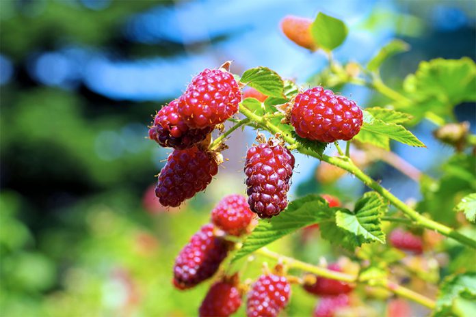 252_283395570 Bei Beeren handelt es sich um ein regelrechtes Super-Food. Damit die Sträucher im Naschgarten auch prächtig gedeihen sollten Sie ein paar Dinge beachten.