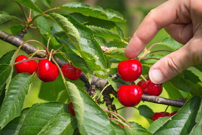 255_53695374 Süß, lecker und gesund: Ungespritzte Früchte der Obstbäume aus dem eigenen Garten sind ein Hochgenuss.