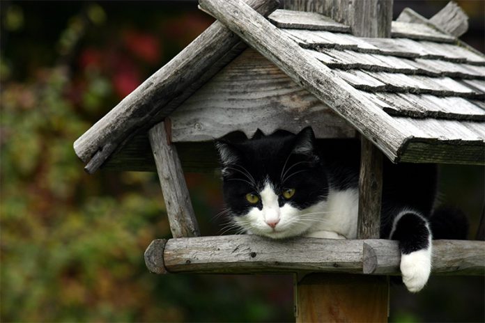 256_3848401 Das Vogelhaus sollte für Katzen nur schwer erreichbar sein. Achten Sie auch darauf, dass die Vögel den Platz rund um das Vogelhaus gut einsehen können.
