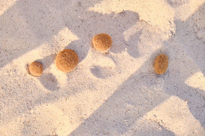 308_291381705 Neptunbälle sind das Ausgangsmaterial für den Öko-Dämmstoff.