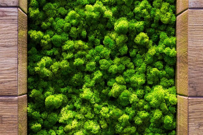 345_242318318 Moos ist ein Wunderwerk der Natur. Auch in Wohnräumen können Sie von den positiven Eigenschaften einer Mooswand profitieren.